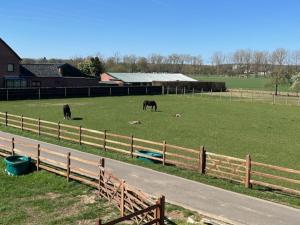 three horses grazing in a field next to a fence at 't Steenenhuys in Dilsen-Stokkem
