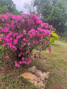 een bosje roze bloemen in een veld bij Rancho Nippon in Brasilia +4 foto's