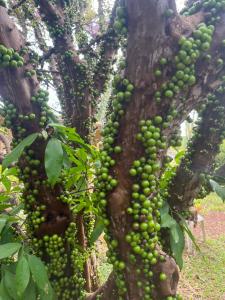 een bos groene druiven op een boom bij Rancho Nippon in Brasilia