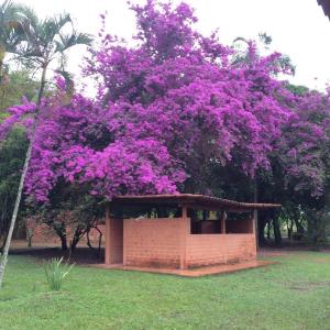 een grote boom met paarse bloemen in een park bij Rancho Nippon in Brasilia
