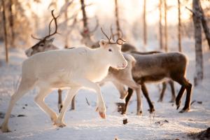 a group of animals walking in the snow at Lapland Aurora Riverside in Raiskio