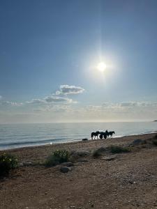 a group of horses walking on the beach at La barraca del pescador in Denia