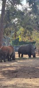 two rhinos standing next to each other in a field at Eterna Palace in Papaloa