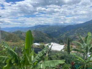 a view of the mountains from a banana plantation at FInCA LA BENDICIÓN DE SUNNYVALE in La Vega