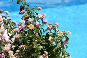 um arbusto de flores com o oceano no fundo em Affittacamere B&B La Villa dei Graniti em Villasimius