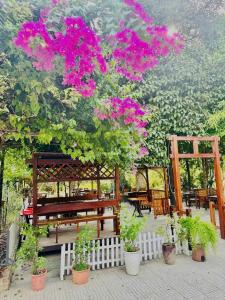 a garden with pink flowers on a tree and benches at Châu Homestay in Thôn Dương Xuân Hạ