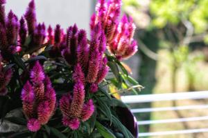 Fotografie z fotogalerie ubytování Apartments Nevija v Rovinji