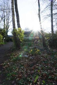 un parque con el sol brillando entre los árboles en Haus Im Wiesengrund EG, en Thalfang