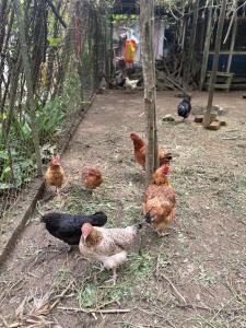 Ảnh trong thư viện ảnh của Denzong House ở Kalimpong