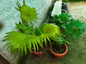 a group of plants in pots next to a wall at The Island chfe in Varanasi
