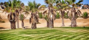 a group of palm trees on a golf course at Beach Front 4 in Hentiesbaai