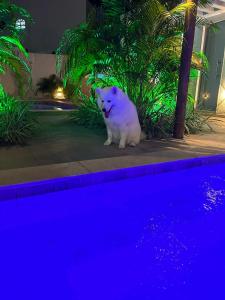 Κατοικίδιο ή κατοικίδια επισκεπτών που μένουν στο Casa com Piscina Jacuzi e Salão de Jogos