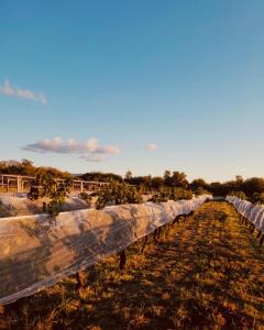 a row of trees in a field behind a fence at Finca Las Corzuelas in Charbonier +4 photos