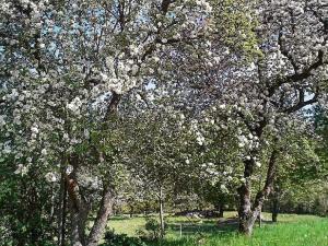 un grupo de árboles con flores blancas en un campo en 5 person holiday home in HÄRADSBÄCK, en Häradsbäck