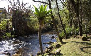 a palm tree in the middle of a river at Pousada Riacho Das Pedras in Gonçalves