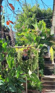 En have udenfor Casa El Trébol