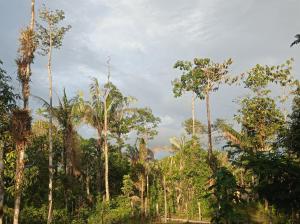 a group of palm trees in a forest at Hostal La Sinarena in Buenaventura