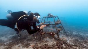 un homme dans l'océan observant une structure dans l'eau dans l'établissement Monkey Villa, à Nacascolo