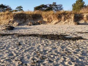 una playa con un montón de algas en la arena en Luxury Villa with Pool - By Traum Ferienwohnungen, en Bøtø By