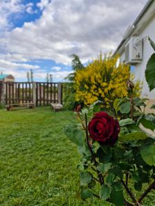 a red rose on a bush in a yard at Hospedaje Patagonia Sur in Gobernador Gregores +6 photos