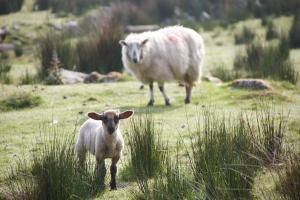 un par de ovejas de pie en un campo en The River House, en Dungloe