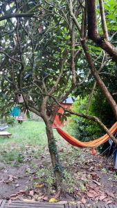 a hammock in a tree in a yard at Le Mas des Vignes parisian hacienda in Rueil-Malmaison
