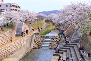 a group of people walking around a river with cherry trees at 栄の宿 in Nara