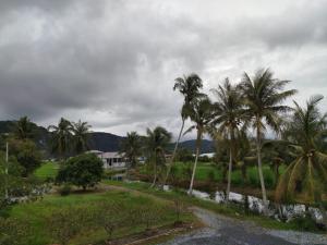 a group of palm trees next to a river at Inapan eynaman in Kangar