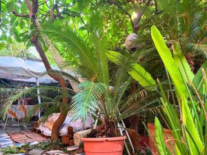 a palm tree in a pot in a garden at Penelope B&B in Palermo