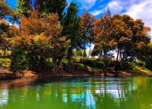 Gallery image of Las tejas holístico Angol in Huequén