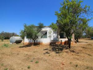 ein kleines Haus auf einem Feld mit einem Baum in der Unterkunft Villa ciro in Ostuni