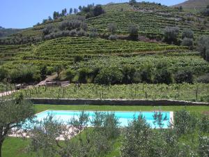 a swimming pool in front of a vineyard at Quinta Madureira in Alfolões