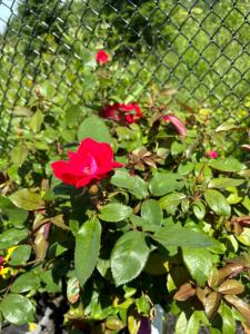 a red flower in front of a fence at Secret Garden in Nobleton