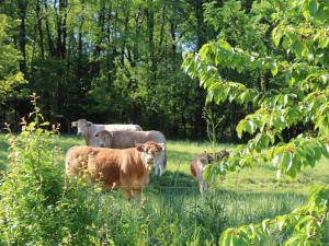 a group of cows standing in a field at Maison à la campagne avec 2 chambres, Wifi, parking, animaux acceptés - FR-1-616-117 in Saint-Front-la-Rivière