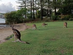 un gruppo di canguri che pascolano in un campo di Beachside House in Sebel Resort a Twin Waters Altre 19 foto