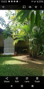 a picture of a garden with a palm tree at My Dream Home Sri Lanka in Weligama +19 photos