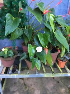 a group of potted plants sitting on a shelf at Periyar Cottage in Munnar +2 photos