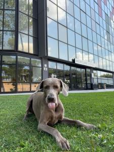 a brown dog laying on the grass in front of a building at Mercure Roma Cinecittà in Rome