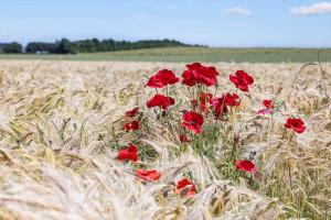 Φωτογραφία από το άλμπουμ του 8562-Grenaa-Strandsletten-9 σε Brøndstrup