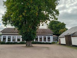 a large tree in front of a white building at Storchenblick in Sieverstedt - ebenerdige FeWo in ruhiger Umgebung in Sieverstedt
