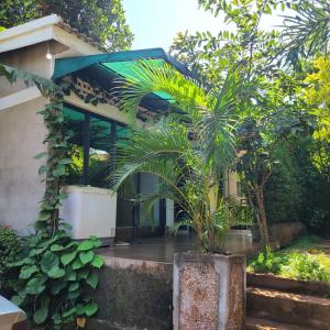 a house with two palm trees in front of it at De cottages Garuga road in Nalugala