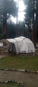 a tent sitting in a field in a forest at Baba Jani Kumrat in Tāl