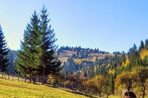 Gallery image of Cabana Soarelui,Napos vendégház in Valea Boroş