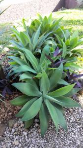 a plant with green leaves in a garden at Casa Vintage in Joinville