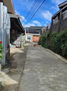 zwei Hunde, die eine Straße in einer Gasse entlanglaufen in der Unterkunft TS Transient House in Baguio City