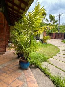 a large plant in a pot on a patio at Chic Designer Master Bedroom in Shared Bungalow near LRT SS1 PJ in Petaling Jaya
