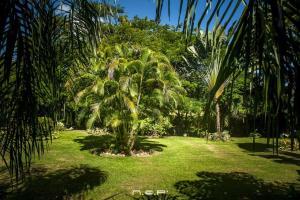 a palm tree in the middle of a grass field at Villa Colibri avec piscine privée in Le François +5 photos