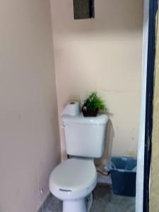 a bathroom with a toilet with a plant on top of it at Pequeño departamento todo incluido in Mérida