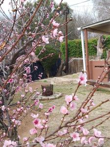 a tree with pink flowers on it in a yard at Gentle Presence Cottage 2 - Garden Unit in Clarens +19 photos
