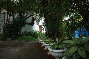 una fila de macetas blancas con plantas en ellas en Vox Sippi, en Kuilapayam